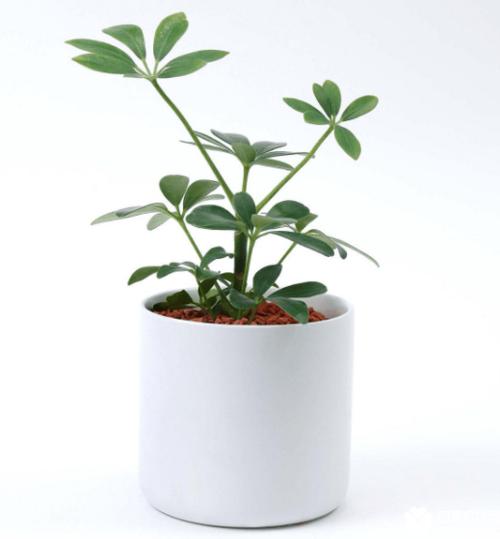 鸭脚木的作用与功效介绍家中的鸭脚木可不只是能观赏的哦