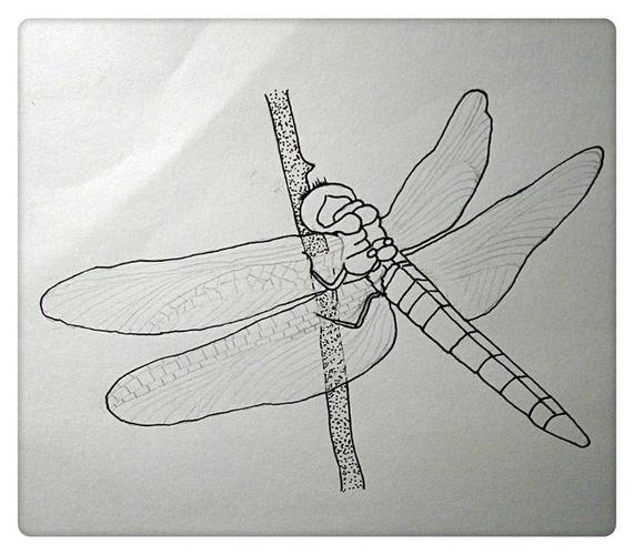 一枝笔也可以画出轻盈的蜻蜓