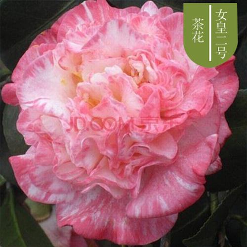 季好养茶花树苗盆栽耐寒花卉观花植物室内花卉绿植开花不断 女皇二号