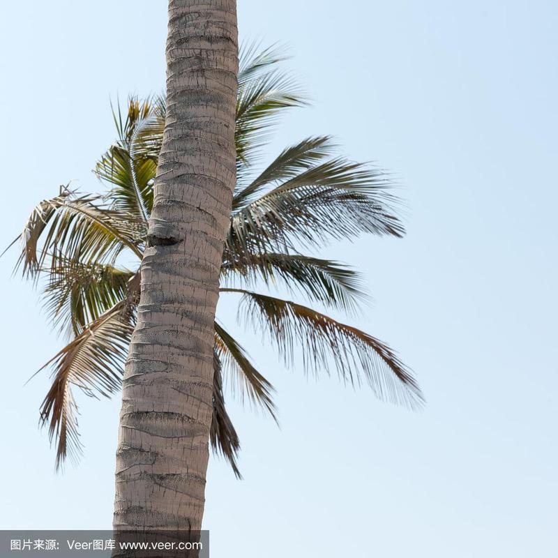 叶子,树干,椰子树,前面,欧洲赤松