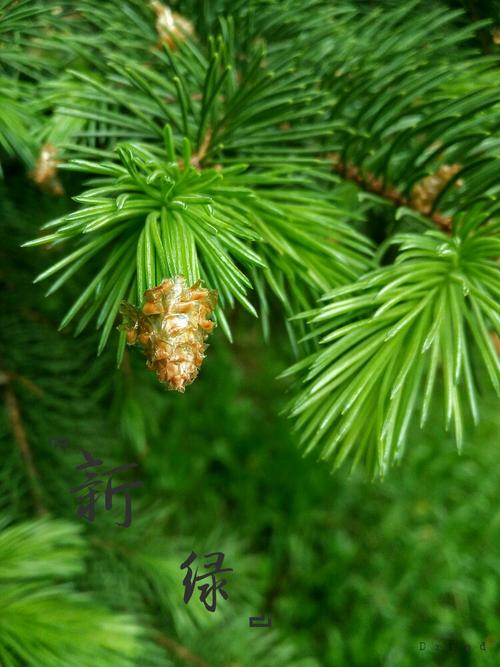 抽出新叶的松树.毛茸茸的.春天的存图.