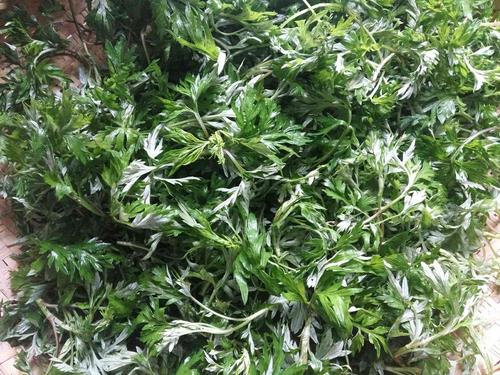 野生新鲜蒿子 蒿草 蒿叶 做蒿子粑粑原材料 湖南省益阳市土特产