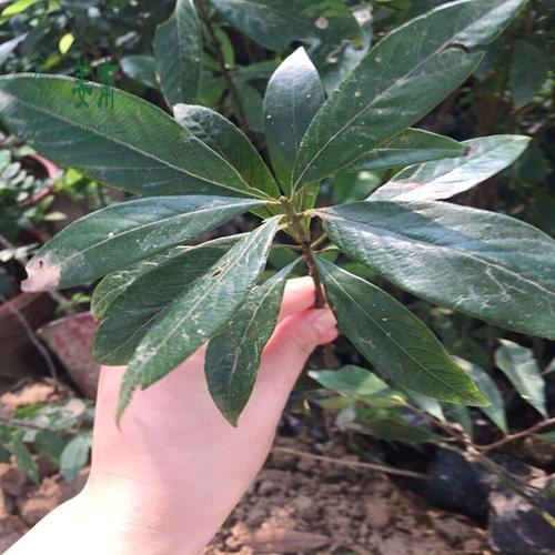 北园湖金丝楠木树苗奇楠小苗金丝楠木小苗沉香树苗金丝楠木小叶桢楠