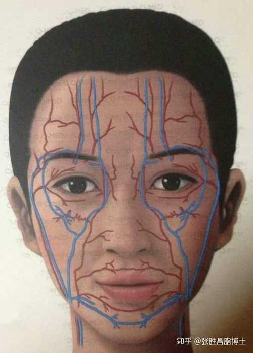 面部血管分布图(网络图片