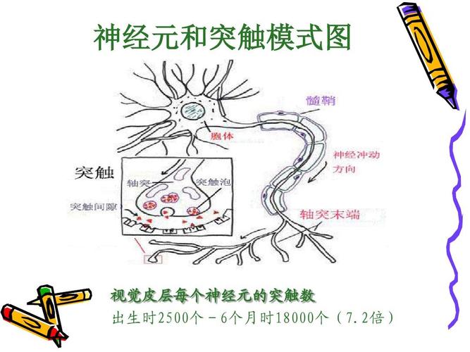 神经元和突触模式图 视觉皮层每个神经元的突触数 出生时2500个-6个月