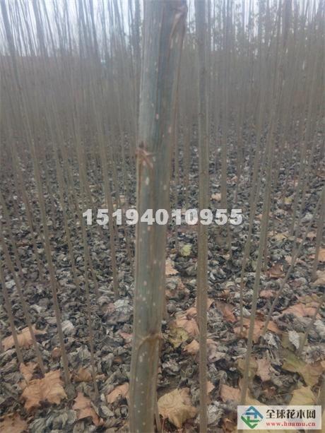 山东临清诚信杨树苗种植基地供应信息 > 山东聊城107杨树苗批发 评价