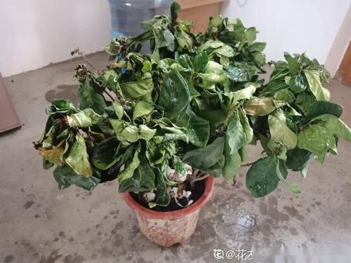 栀子花近期不能换盆,一换就死,活不过7天