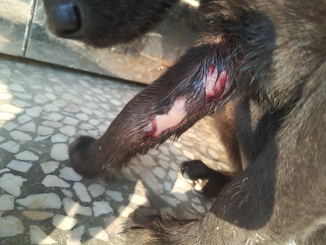 狗狗的一只前腿前两天被蛇咬了,今天肿消了,但是伤口好像发炎化脓了.