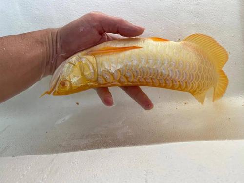 常备治疗疾病药品的重要性以及用药建议