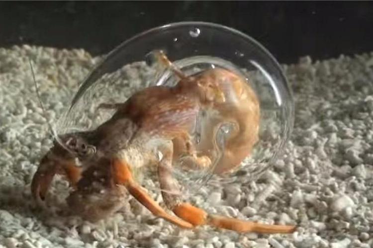 视频: 海洋动物,寄居蟹的身体是什么样子?玻璃房子告诉你