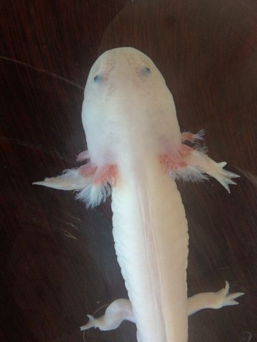 六角龙的角变成白色了 是什么原因啊!