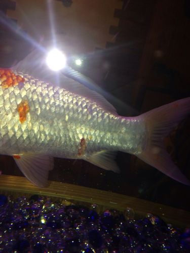 我的锦鲤这个部位本来是白点病 后来加温治疗之后变成