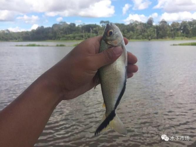 【灯科鱼】还有这么大的黑尾大勾