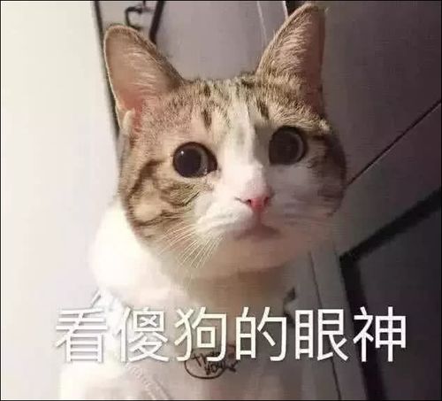 超萌的"猫咪"表情包,你看我这怀疑人生的小眼神