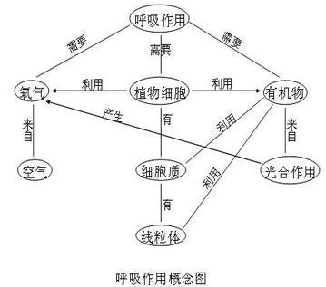 植物的光合作用和呼吸作用手抄报 关于生物的手抄报