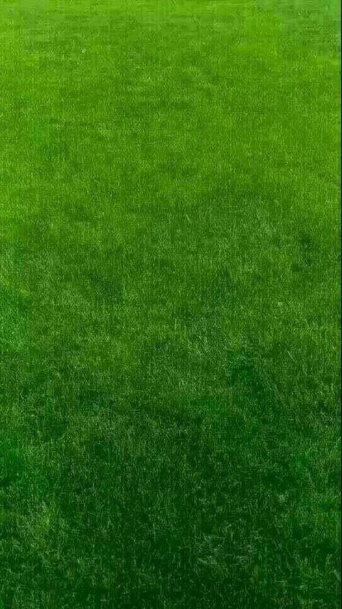 推荐:护眼聊天背景图