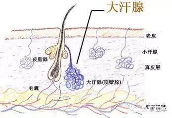 故青壮年患者多见,随着年龄增长人体衰老,大汗腺功能亦逐渐退化,腋臭