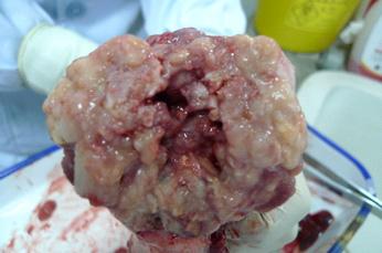 犬原发性骨肉瘤病例