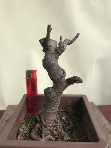 新款小叶微型树桩相思树朴树小叶榆树榔榆盆景盆栽绿植实物拍摄好不好