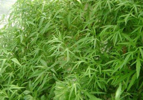 芦蒿的功效与作用