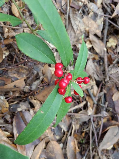 【植物观赏】百两金(八爪金龙) 伟哥乱弹