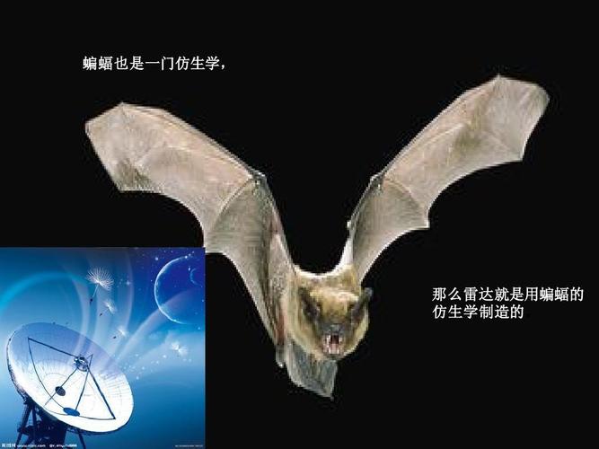 介绍仿生学的例子 第1页