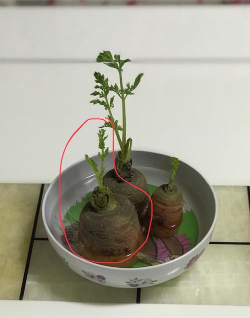第四天,我把胡萝卜搬到室内后,发现:胡萝卜飞快的生长.
