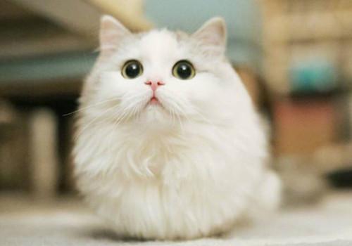 呆萌可爱猫咪图片_萌萌哒喵星人