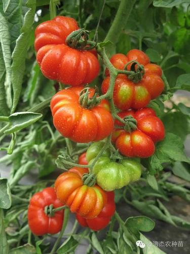 番茄种类 | 番茄品种 | 番茄分类 介绍