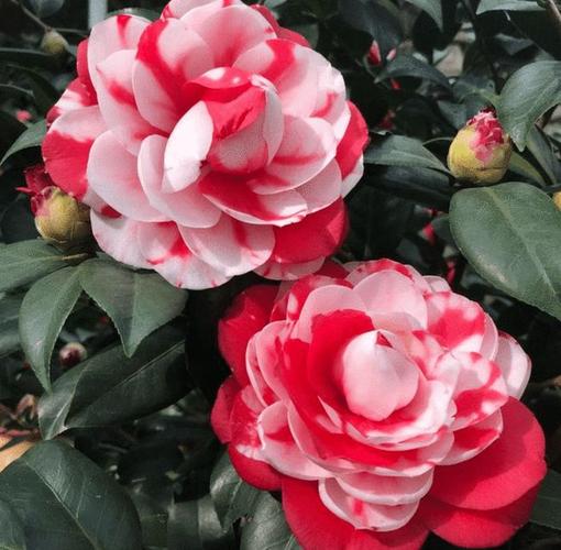 还不会养茶花吗正确养殖方法来了长势壮花开满枝