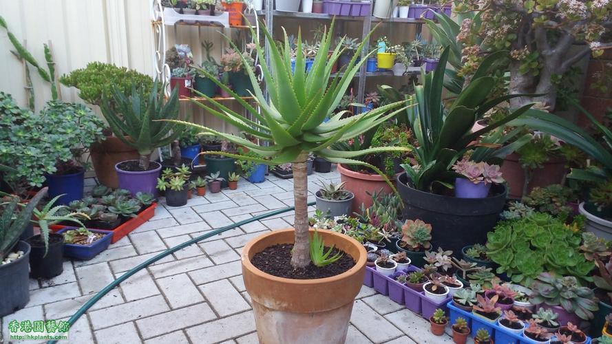 21/7 更新:   更新一下双子座芦荟aloe gemini老桩/树型,种了几年