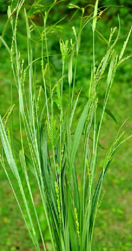 三方草,中药名.为莎草科植物亚大苔草carex brownii tuckerm.的根.