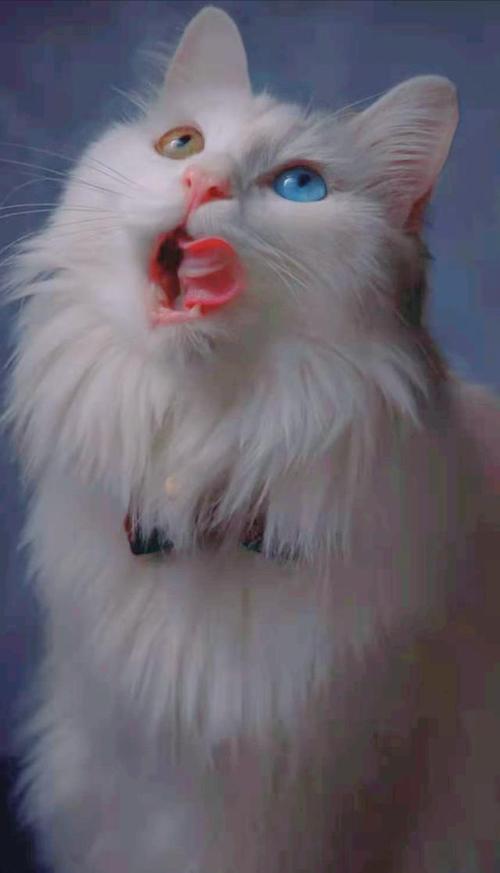 山东狮子猫又称临清狮子猫