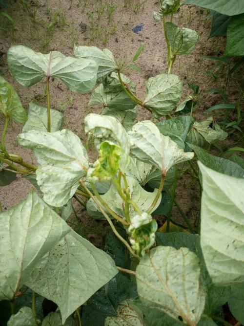 红薯叶子卷,茎上有红点,是什么病,怎么防治?(如图)