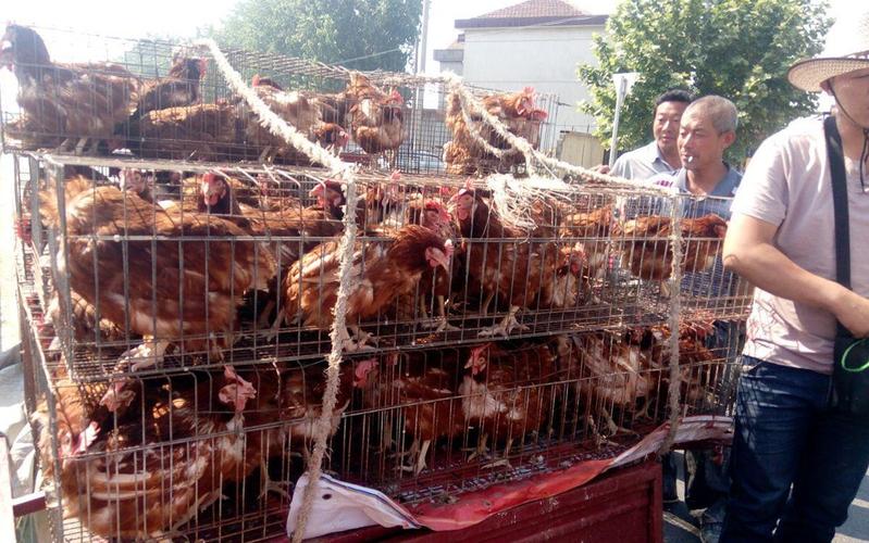 农村大爷这样卖鸡逼得其他鸡贩子没生意而他一年赚200万