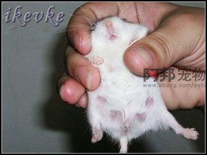 怎么辨别仓鼠怀孕?有图片最好发下图片 谢谢