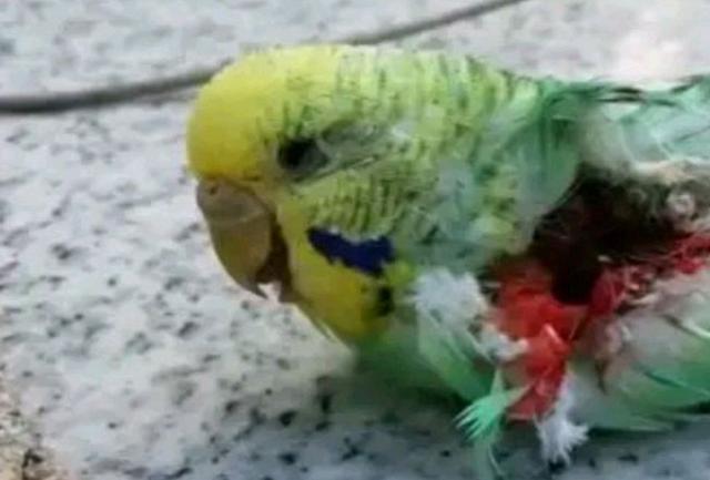 自然配对才是正确的繁殖方法,不过为了令虎皮鹦鹉繁殖几率提升并增加