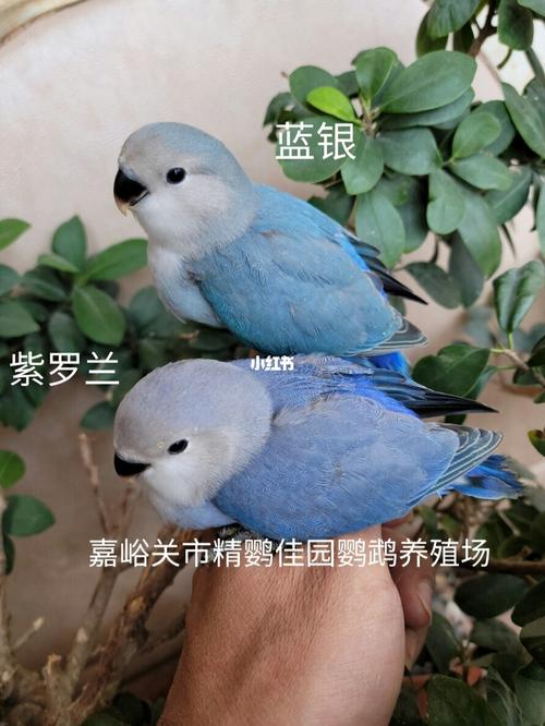 蓝银,紫罗兰_鹦鹉_牡丹_手养牡丹鹦鹉_宠物_宠物其他
