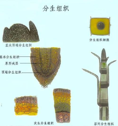 介绍分生组织的细胞特征分生组织分为哪几种