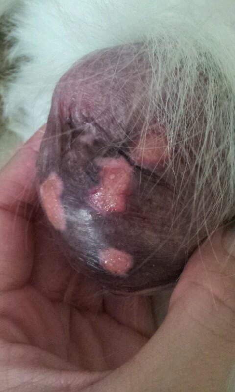 我家金毛蛋蛋好像破了,损伤的地方很黑,还有破了流脓一样的痕迹,一块