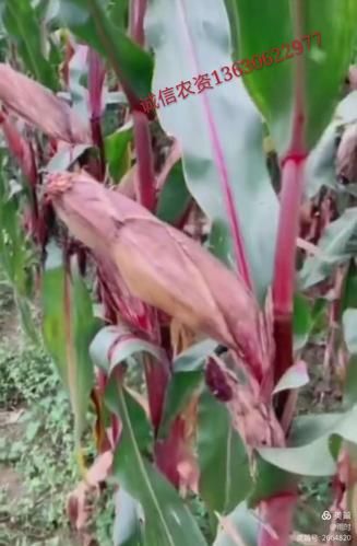 能种7寸半,8寸,9寸产量高并且高抗倒伏,矮杆(二米五) 紫根紫杆大棒王