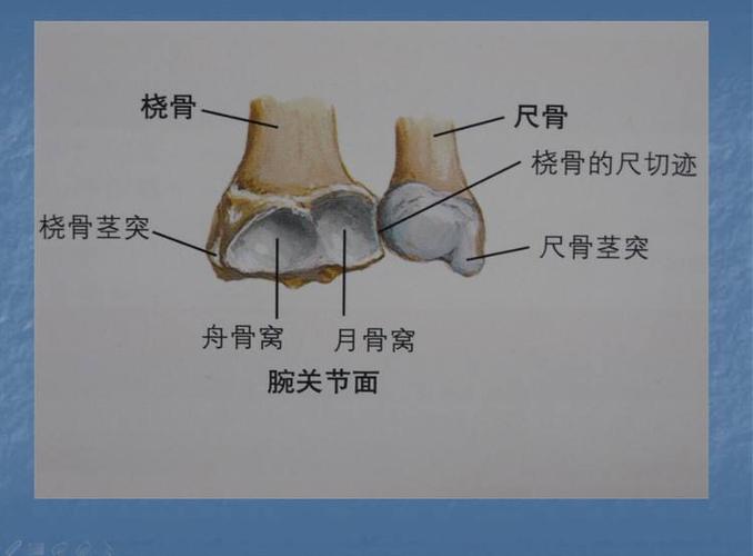 桡骨远端骨折 2019.3.6编集