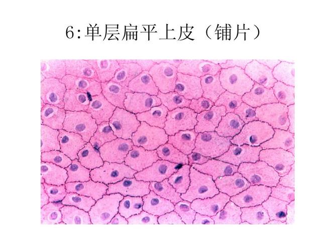 6:单层扁平上皮(铺片)