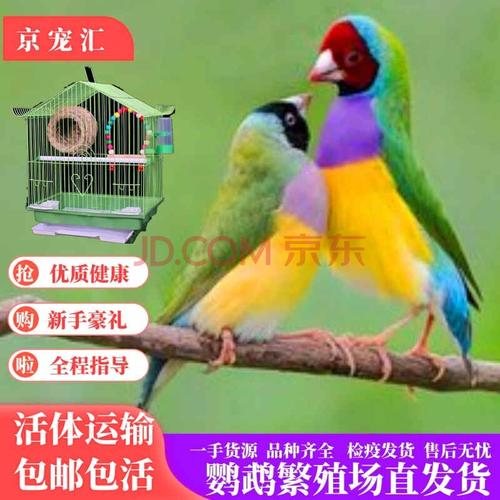 京宠汇 七彩鸟活体小型宠物观赏鸟珍珠鸟活物灰白文活体鸟 普彩一对