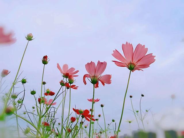 格桑花美好幸福的象征