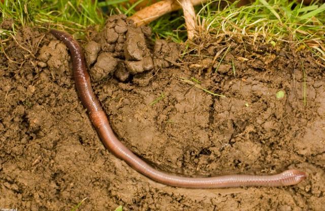 蚯蚓吃什么食物(蚯蚓的食物有哪些)