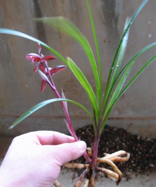 它被誉为春兰红素之王花色顶级兰香浓郁摆一盆很高雅