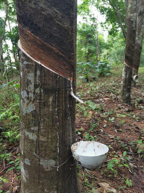 橡胶园割胶