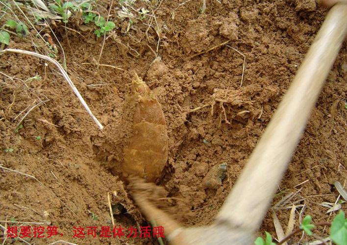 特级野生冬笋笋尖干货笋干纯天然农家竹笋嫩笋深山新鲜冬笋批发
