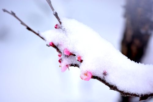 阳春白雪